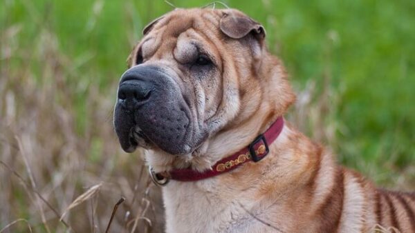 Đặc điểm và cách nuôi Chó Shar Pei