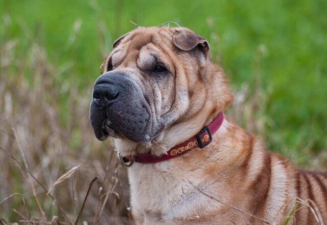 Chó Shar Pei