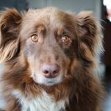Chó Australian Shepherd