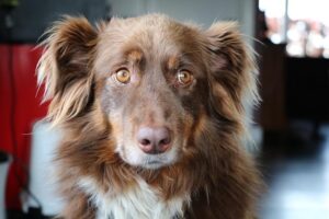 Chó Australian Shepherd
