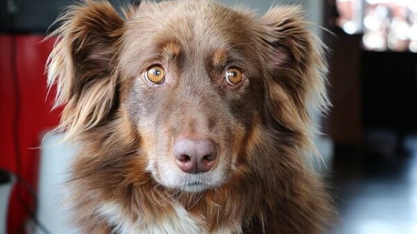 Đặc điểm và cách nuôi Chó Australian Shepherd