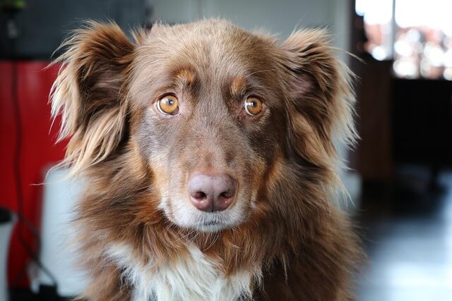 Chó Australian Shepherd