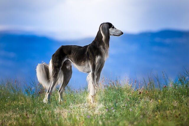 Chó Saluki