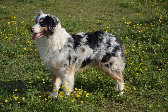 Chó Australian Shepherd