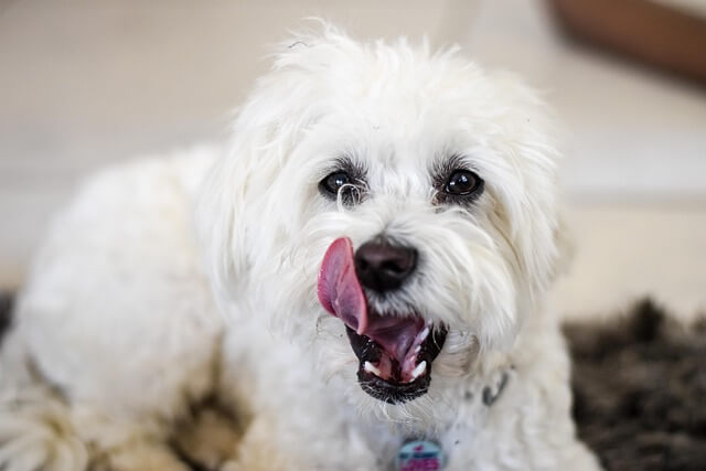 Chó Maltese