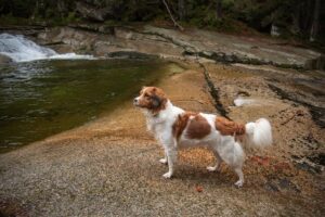 Chó Kooikerhondje