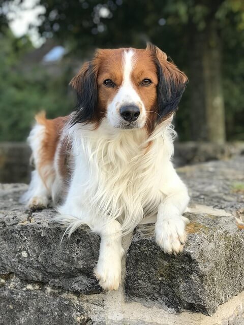 Chó Kooikerhondje