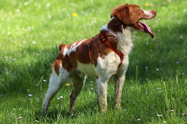 Chó Spaniel Brittany
