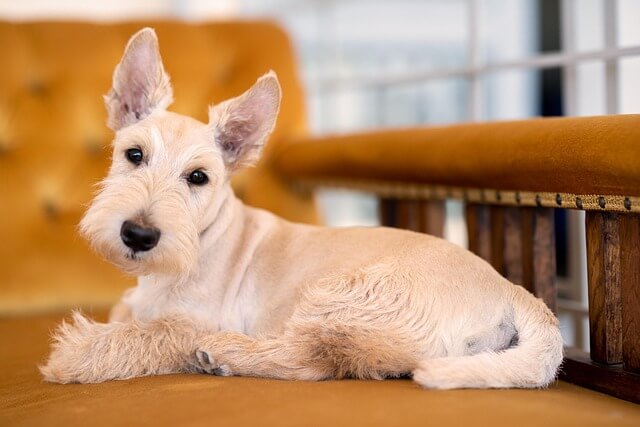 Chó Scottish Terrier