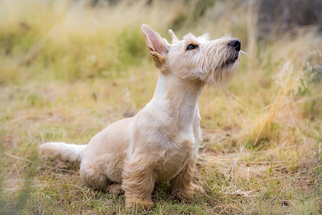 Chó Scottish Terrier