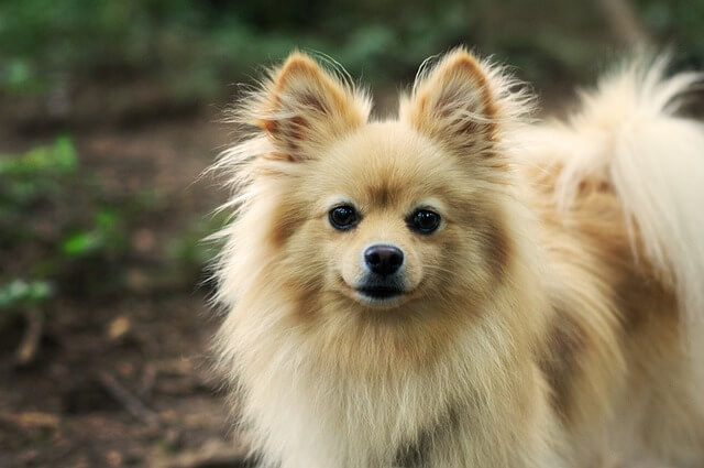 Chó Pomeranian