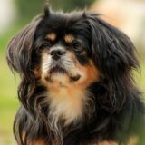 Chó Tibetan Spaniel