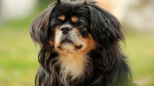 Đặc điểm và cách nuôi Chó Tibetan Spaniel