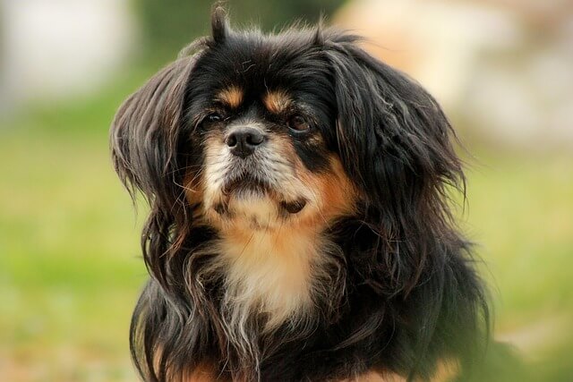 Chó Tibetan Spaniel