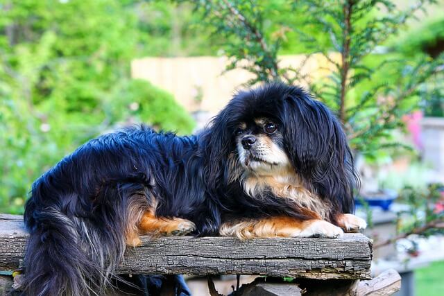 Chó Tibetan Spaniel
