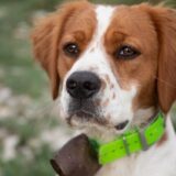 Chó Spaniel Brittany