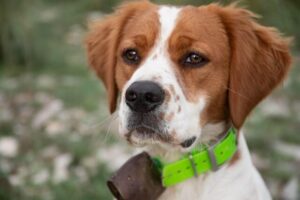 Chó Spaniel Brittany
