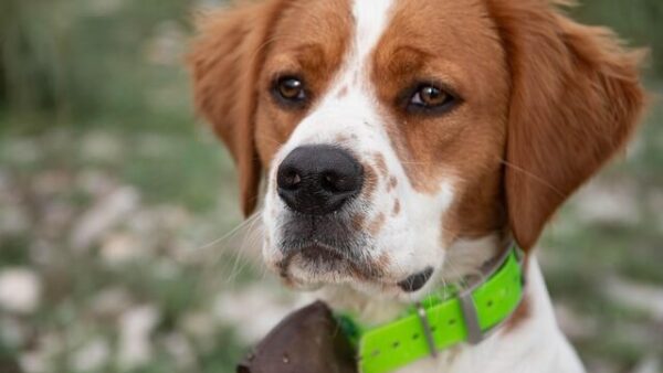 Chó Spaniel Brittany