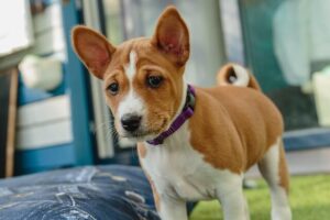 Chó Basenji