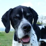 Chó English Pointer