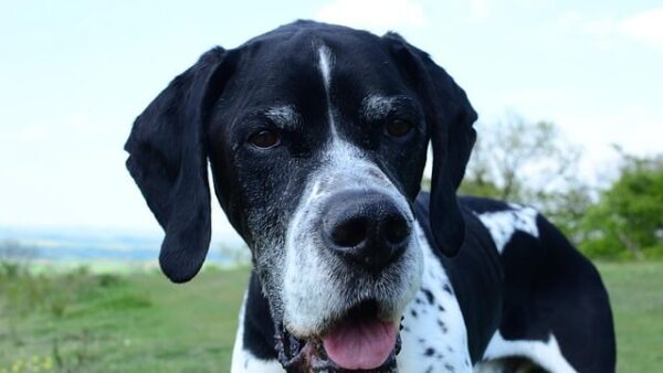 Đặc điểm và cách nuôi Chó English Pointer