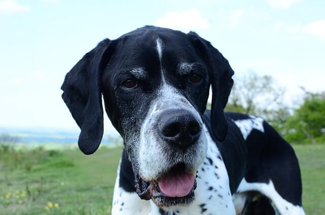 Chó English Pointer
