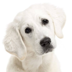 Chó Kuvasz