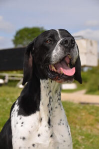 Chó English Pointer