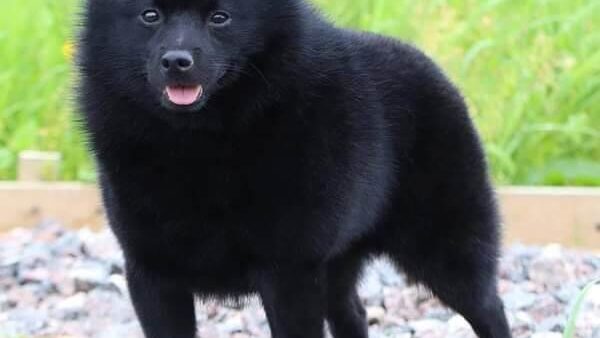 Đặc điểm và cách nuôi Chó Schipperke