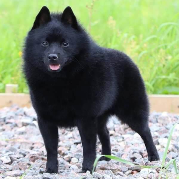 Chó Schipperke