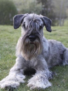 Chó Standard Schnauzer