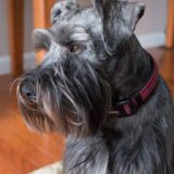 Chó Standard Schnauzer