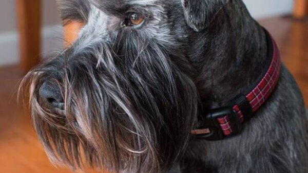 Đặc điểm và cách nuôi Chó Standard Schnauzer