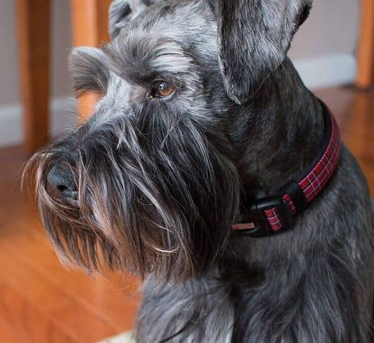 Chó Standard Schnauzer