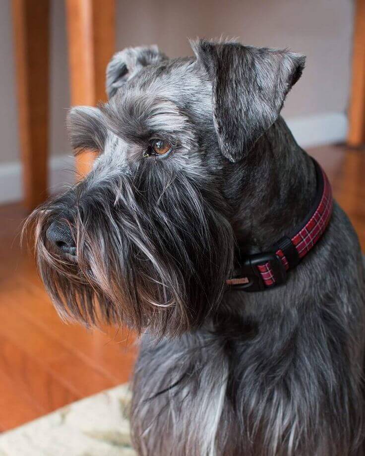 Chó Standard Schnauzer
