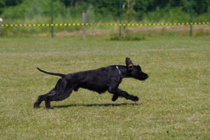 Chó Giant Schnauzer