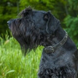 Chó Giant Schnauzer