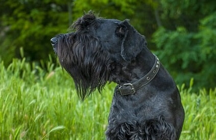 Chó Giant Schnauzer