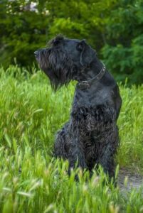 Chó Giant Schnauzer