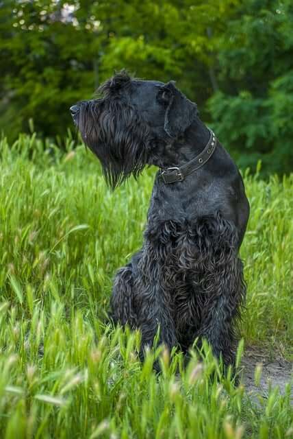 Chó Giant Schnauzer