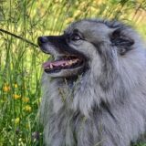 Chó Keeshond
