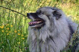 Chó Keeshond