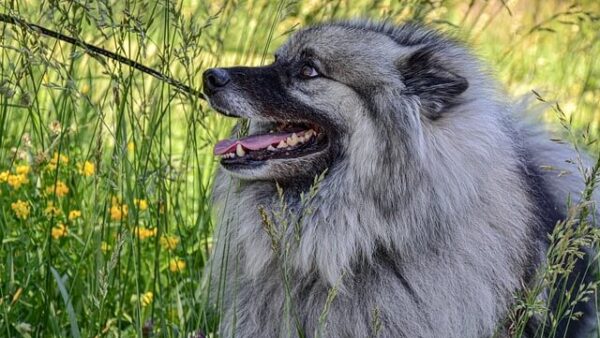Đặc điểm và cách nuôi Chó Keeshond