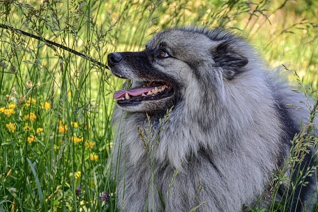 Chó Keeshond