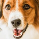 Chó Kooikerhondje