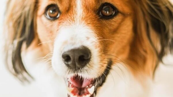 Đặc điểm và cách nuôi Chó Kooikerhondje