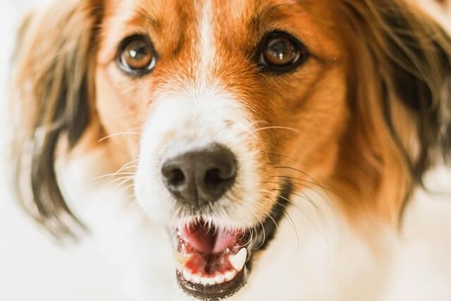 Chó Kooikerhondje