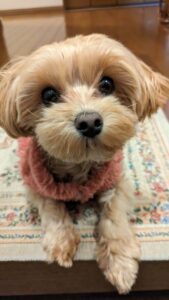 malpoo