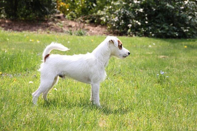 Chó Parson Russell Terrier