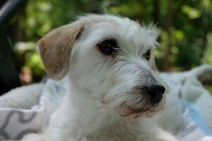 Chó Parson Russell Terrier